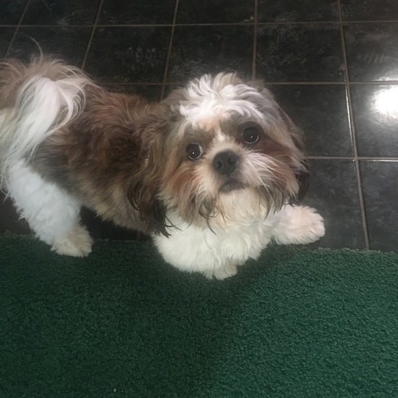 Profile Picture of Danielle Yerkey (@marleyy0827) on Poshmark