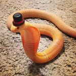 Profile Picture of Alex Barfield (@sneakysnek128) on Instagram