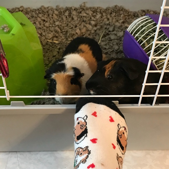 Profile Picture of Carly Milasky (@cmilaky) on Poshmark