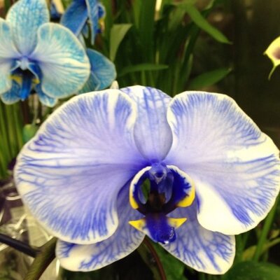 Profile Picture of Rowena Paje Chapman (@whengPadge) on Twitter
