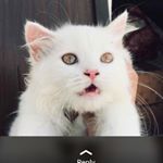 Profile Picture of Ahmed Zaman (@zaman6019) on Instagram