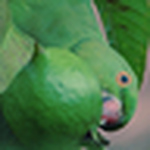 Profile Picture of Hiran Chandrasena (@hiran chandrasena) on Flickr
