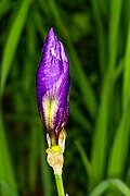 Profile Picture of Iris sambucinaon Wikipedia