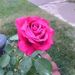 Profile Picture of Steve-Glenda Schellenberger (@sgschell) on Pinterest