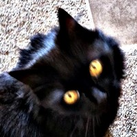 Profile Picture of Luca Fitzpatrick (@luca-fitzpatrick) on Quora