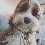 Profile Picture of Barry Blue Falk (@barrybluefalk) on Instagram