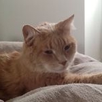 Profile Picture of Joey🐱🐱 (@joe_cobley) on Instagram