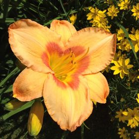 Profile Picture of Allison Cubitt (@muffygirl1) on Pinterest