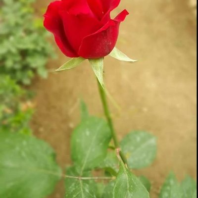 Profile Picture of Umme Ahmad (@ummeahm86329552) on Twitter