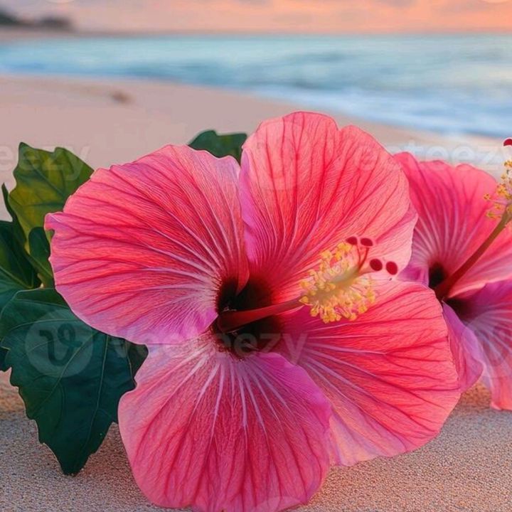 Profile Picture of Rose dupont 🥥🌸🌺 (@rosedupont2015) on Tiktok