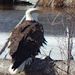 Profile Picture of albert mclaughlin (@albertmclaughlin01) on Pinterest
