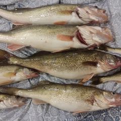 Profile Picture of Al Cox (@al.cox7) on Tiktok