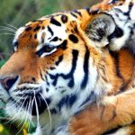 Profile Picture of Chris Thames (@shawnluke23) on Instagram