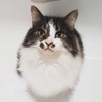 Profile Picture of G O R D O N (@gordontaylorpalmer) on Instagram