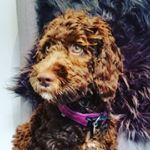 Profile Picture of Maya Cobberdog 🐶🐕🐶 04.10.2017 (@mayacobberdog) on Instagram