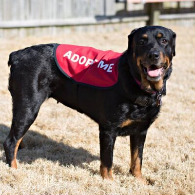 Jennifer Keltner - Twitter Profile Picture of Jennifer Keltner (@VaBchLiving) on Twitter