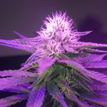 Profile Picture of Great Lakes Home Grow (@great_lakes_genetics) on Instagram