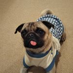 Profile Picture of プリン(masuyama emi) (@pudding.1127) on Instagram