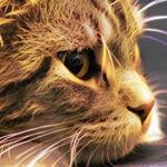 Profile Picture of Forrest Whittaker (@8ur438t5gri8) on Instagram