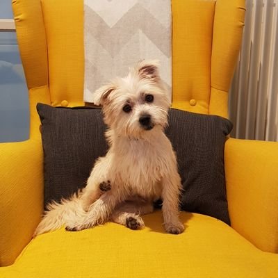 Nikki McCann - Twitter Profile Picture of Nikki McCann (@NikkiMcCann11) on Twitter