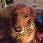 Profile Picture of Patti Calcagno (@patticalcagno) on Instagram