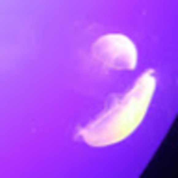 Profile Picture of Madison Fluhr (@mads497) on Poshmark