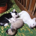 Profile Picture of Ruala Dawn (@Ruala-Dawn) on Facebook