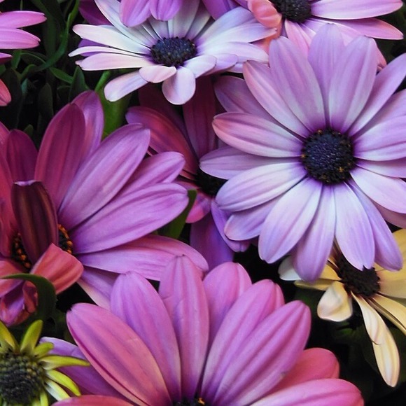 Profile Picture of Whitney Carter (@whitneyjonique) on Poshmark