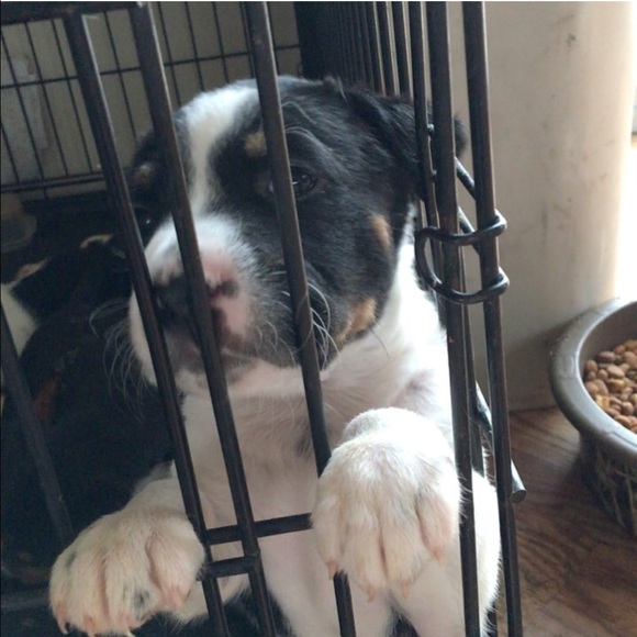 Profile Picture of Amber Huffman (@anneliesesmom) on Poshmark