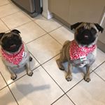 Profile Picture of Penny & George (@penny.and.george) on Instagram