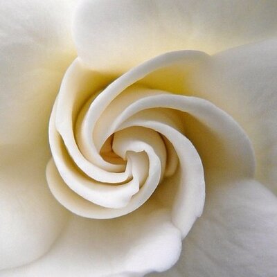 Profile Picture of Susan Howell (@1amend) on Twitter