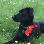 Profile Picture of Lara Croft (@lara.croft.dog) on Instagram