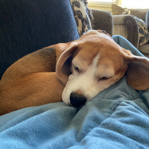 Profile Picture of Danielle Guy (@danielleguy385) on Poshmark