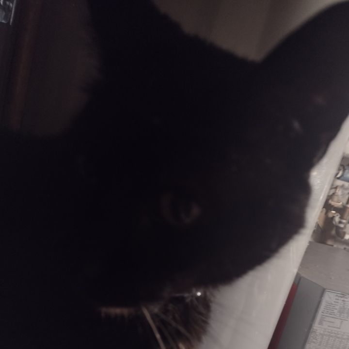 Profile Picture of Andrew Mcmullen (@andrew.mcmullen6) on Tiktok