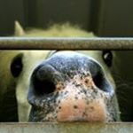 Profile Picture of David Maciag (@maciagdavid) on Instagram