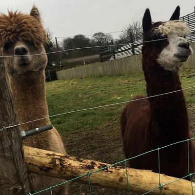 Profile Picture of Danielle Barker (@_youtubegal) on Twitter