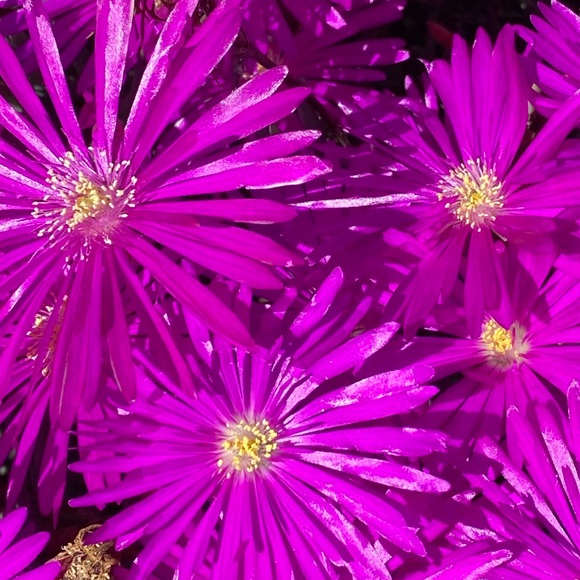 Profile Picture of Heather Pulier (@hbk4) on Poshmark