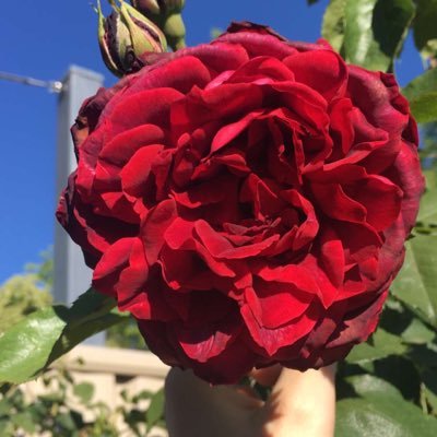 Profile Picture of Alex Schofield (@alexschofield17) on Twitter