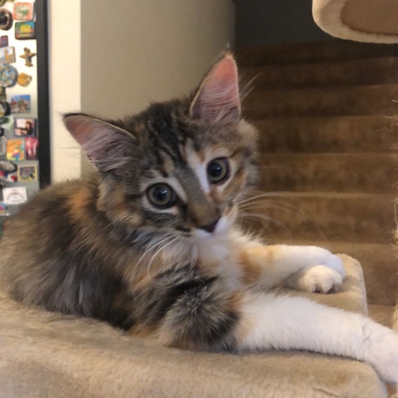 Profile Picture of Lisa Pratt (@lisapratt55) on Poshmark