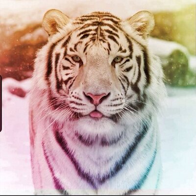 Profile Picture of Heidi Davies (@DaviesTamara) on Twitter