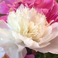 Profile Picture of Lori Hamblin (@lori-hamblin) on Quora