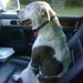 Profile Picture of Peter Sharkey (@pshark423) on Pinterest