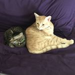 Profile Picture of Chip And Queso Foster (@mexican.food.mafia) on Instagram