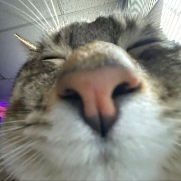 Profile Picture of Anisley Bretney (@anisley_b) on Poshmark