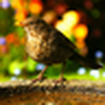 Profile Picture of Dominic Newton (@dom (d) newton) on Flickr