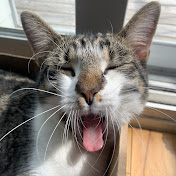 Profile Picture of Adam Long (@adamlong783) on Youtube