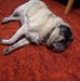 Profile Picture of Carl Kurowski (@carl.kurowski.12) on Facebook