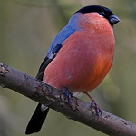 Profile Picture of Gary Morgan (@gazm250) on Flickr