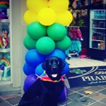 Profile Picture of drew_to_the_rescue (@drew_to_the_rescue) on Instagram