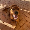 Profile Picture of user4742765864026 (@derektheirishsetter) on Tiktok